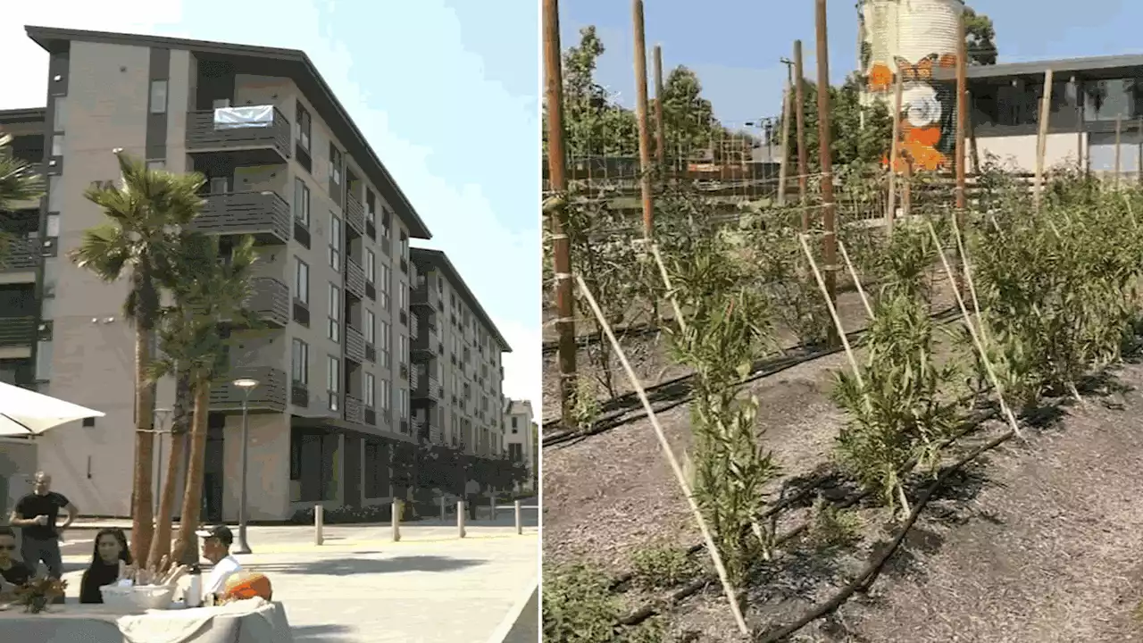 Agrihood: CA's largest urban farm that combines affordable housing opens in Santa Clara