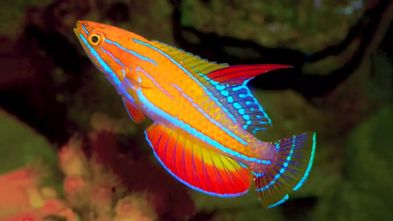 Neon-coloured 'Amanda's flasher wrasse' the latest discovery from Australian Museum fish researcher