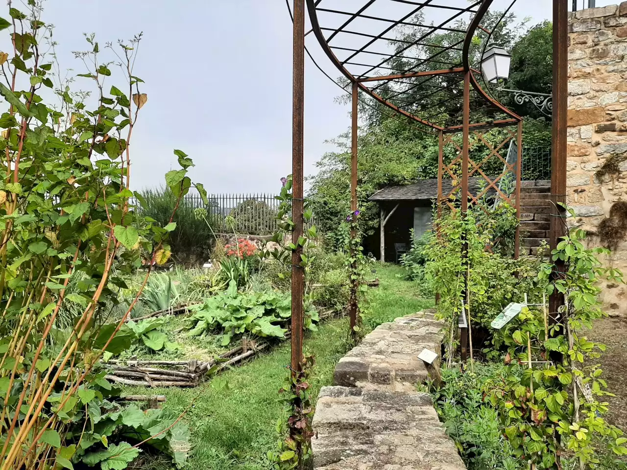 Au Mans, le 'jardin des simples' cultive une tradition médiévale