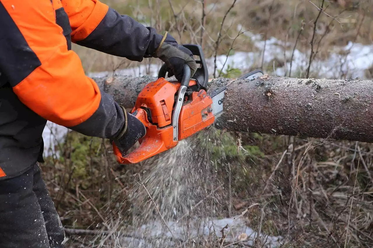 Des armes retrouvées, arbres à abattre, emplois supprimés... Les infos du jeudi 21 septembre à Caen