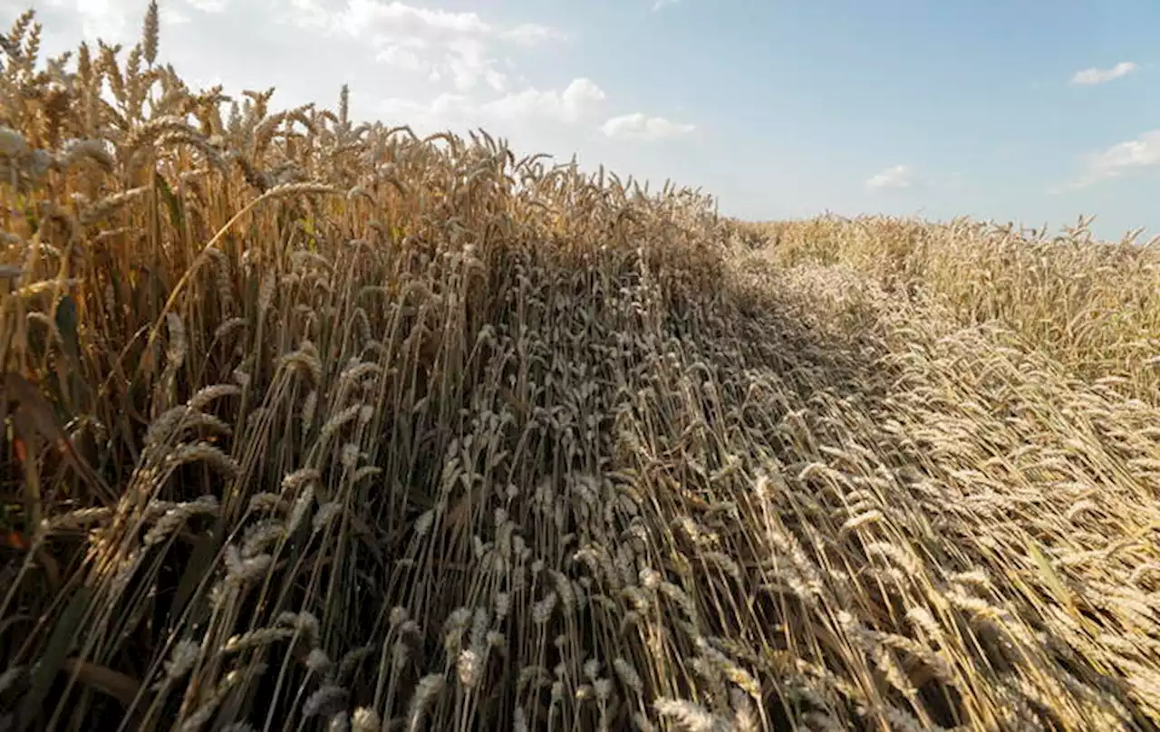 Kiev, 'sul grano negoziati con la Polonia a breve' - Ultima ora