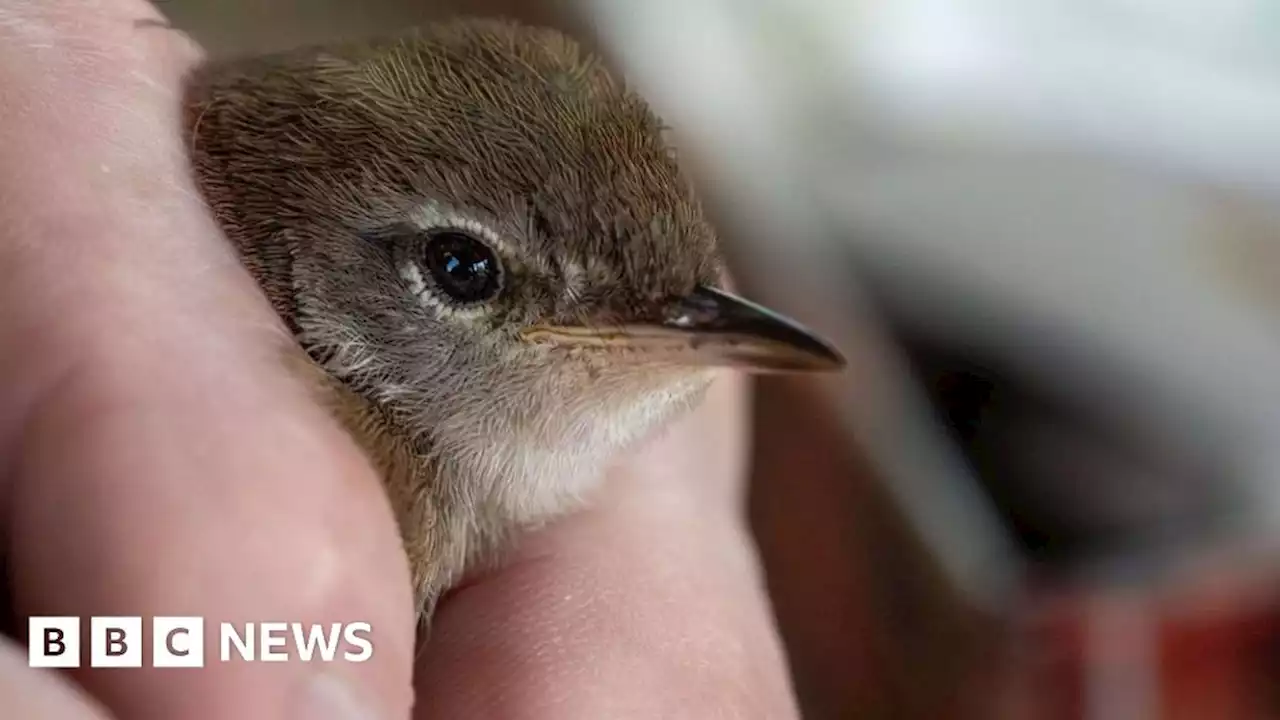UK migratory birds 'in freefall' over climate change