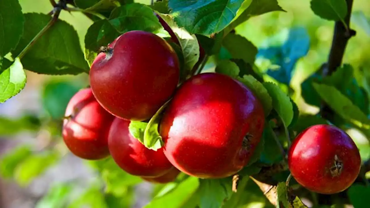 The rebirth of Norway's cider tradition