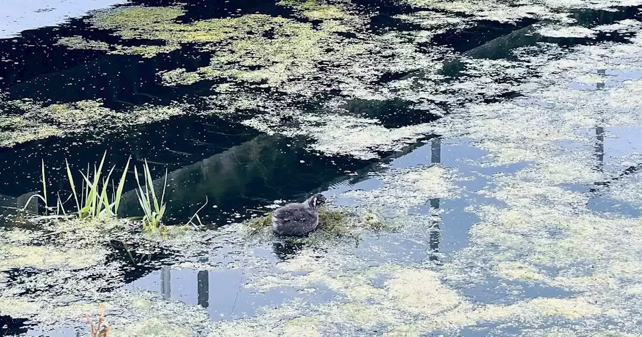 Algal blooms like that infecting Lough Neagh were 'predicted 20 years ago'