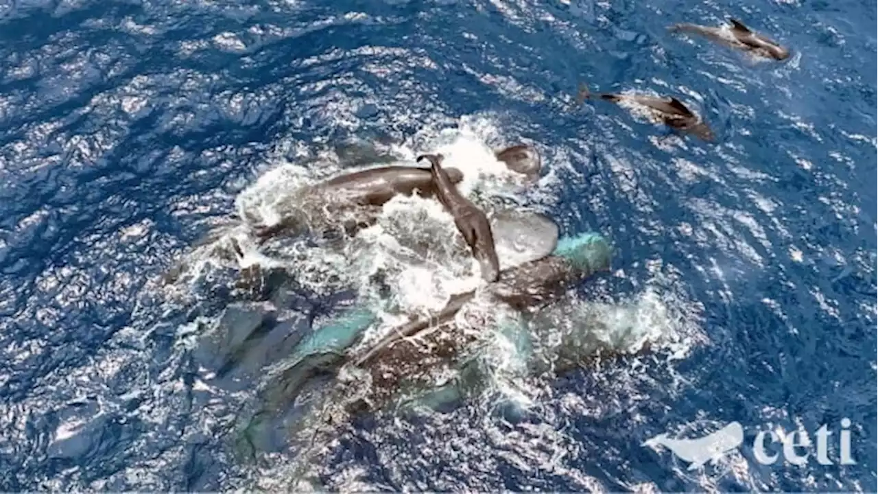 Whale scientists capture the sights and sounds of a baby sperm whale birth for the first time