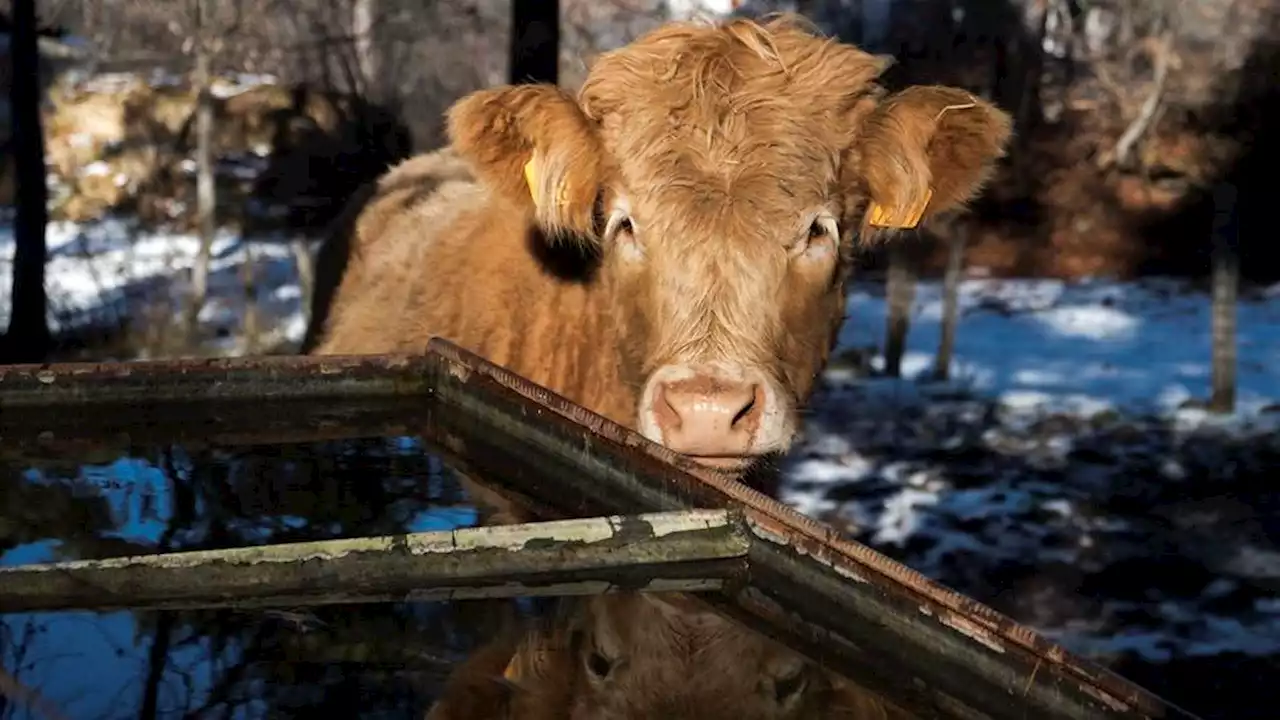 «Maladie hémorragique des vaches» : quel est ce virus potentiellement mortel qui débarque en France ?