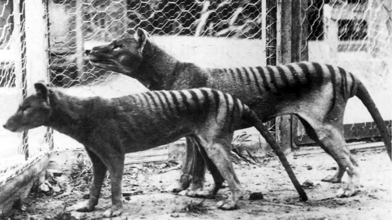 In a first, RNA is recovered from extinct Tasmanian tiger