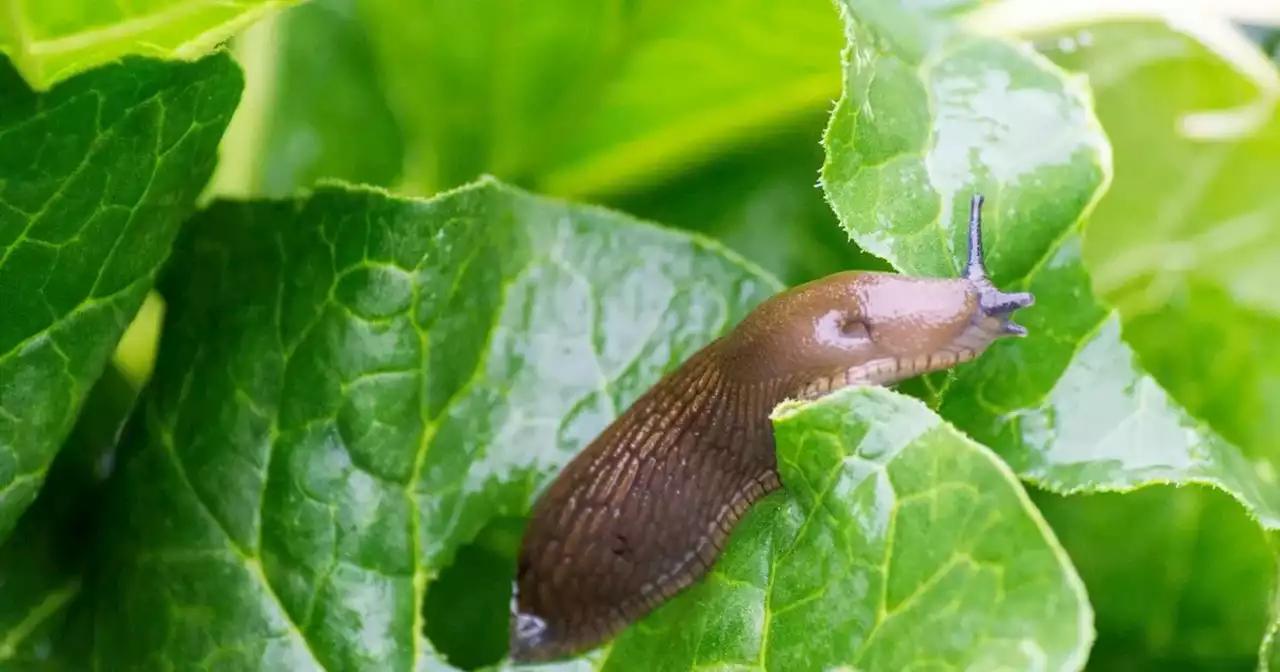 Amazon shoppers say 'brilliant' slug and snail traps catch 'loads of pests'