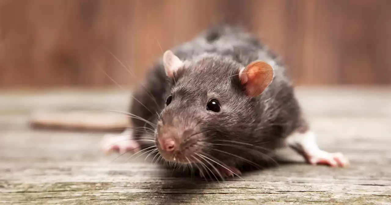 Pest expert warns common garden feature could be attracting rats this autumn