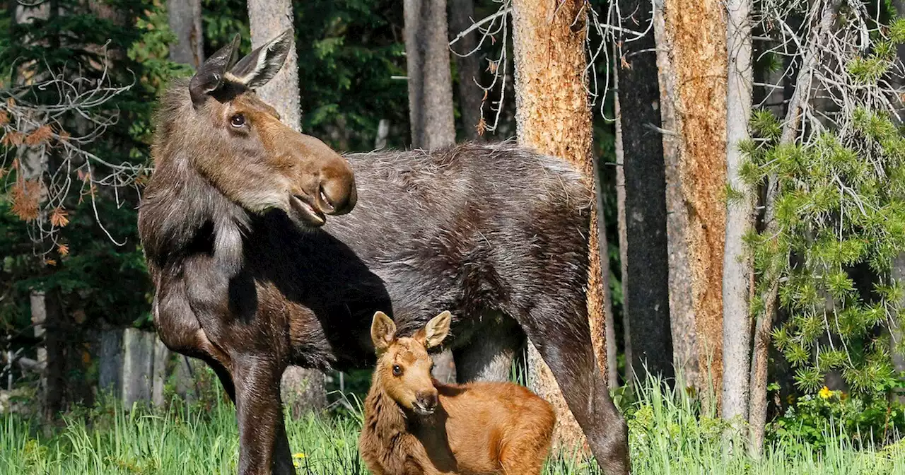 Woman walking dog attacked by moose in Boulder County