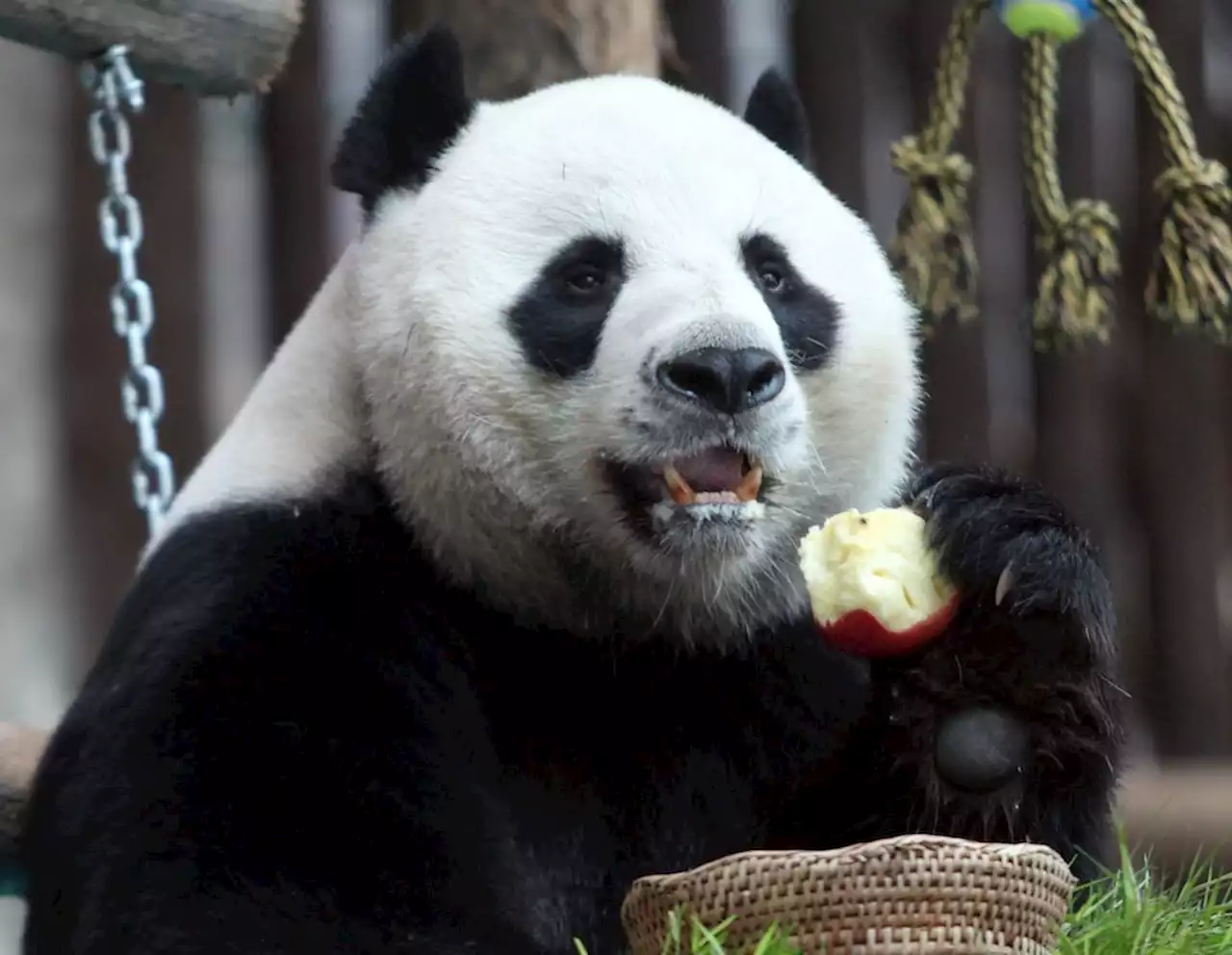 Tiere: Kontroverse um neue Panda-Leihgaben in Thailand