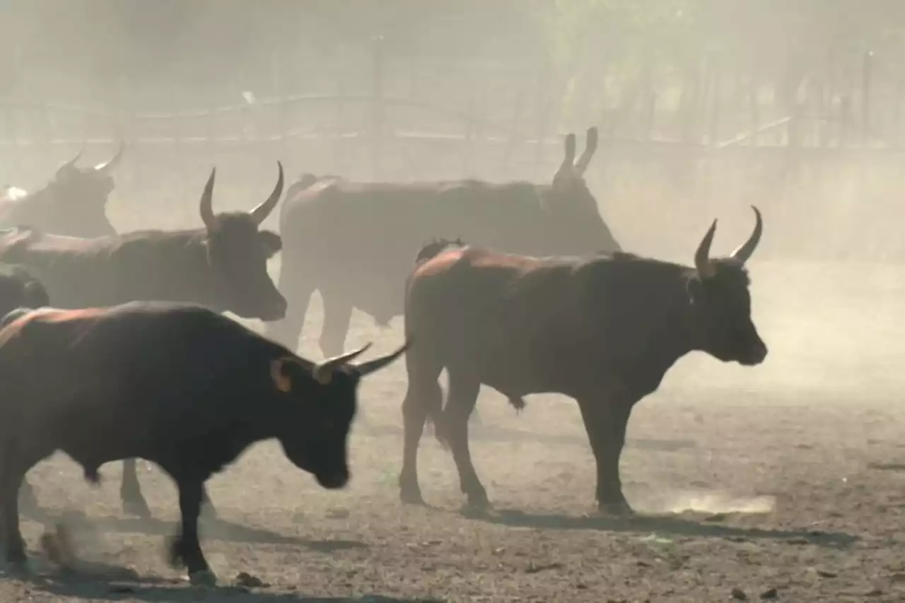 Taureaux de Camargue : 'On travaille la peur au ventre', les manadiers lâchés par leurs assureurs