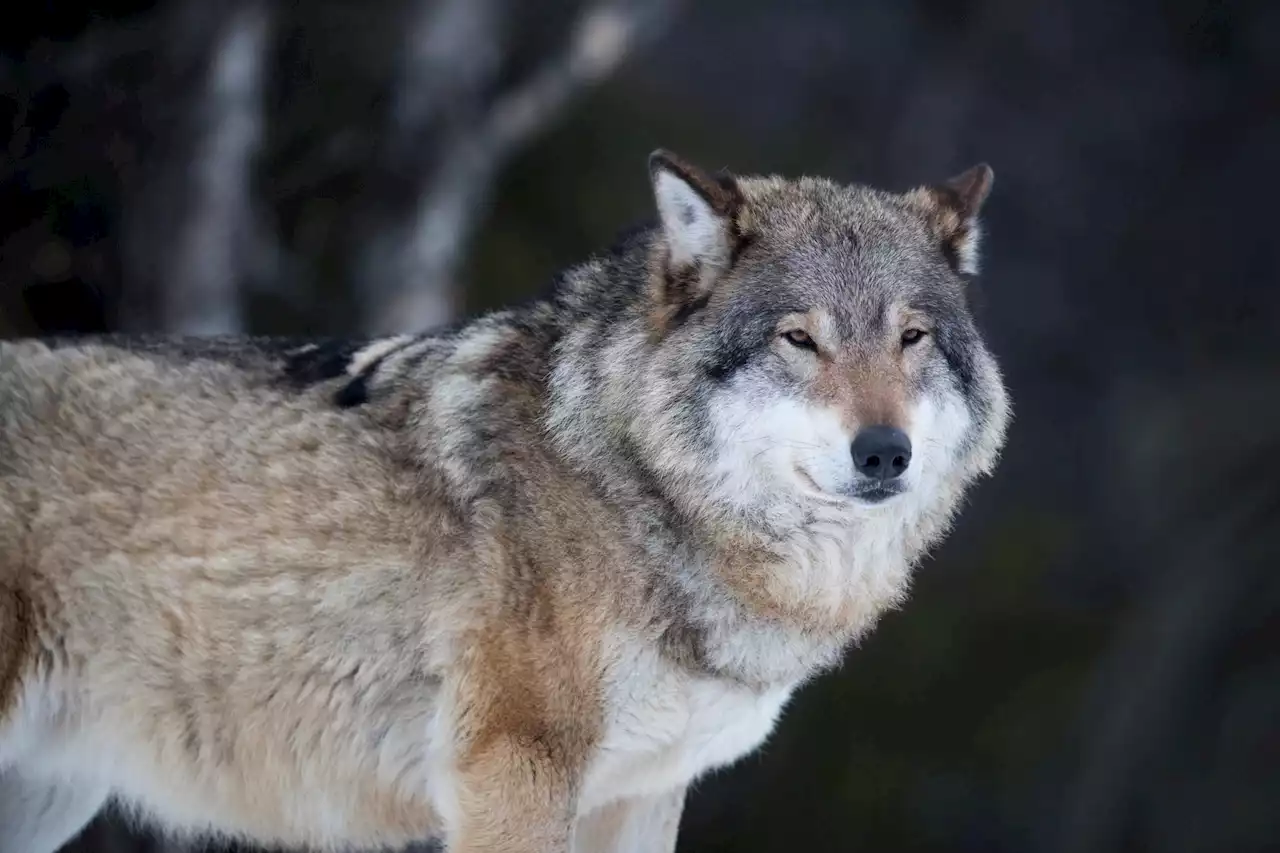 Sex vargar ska skjutas i Västra Götaland