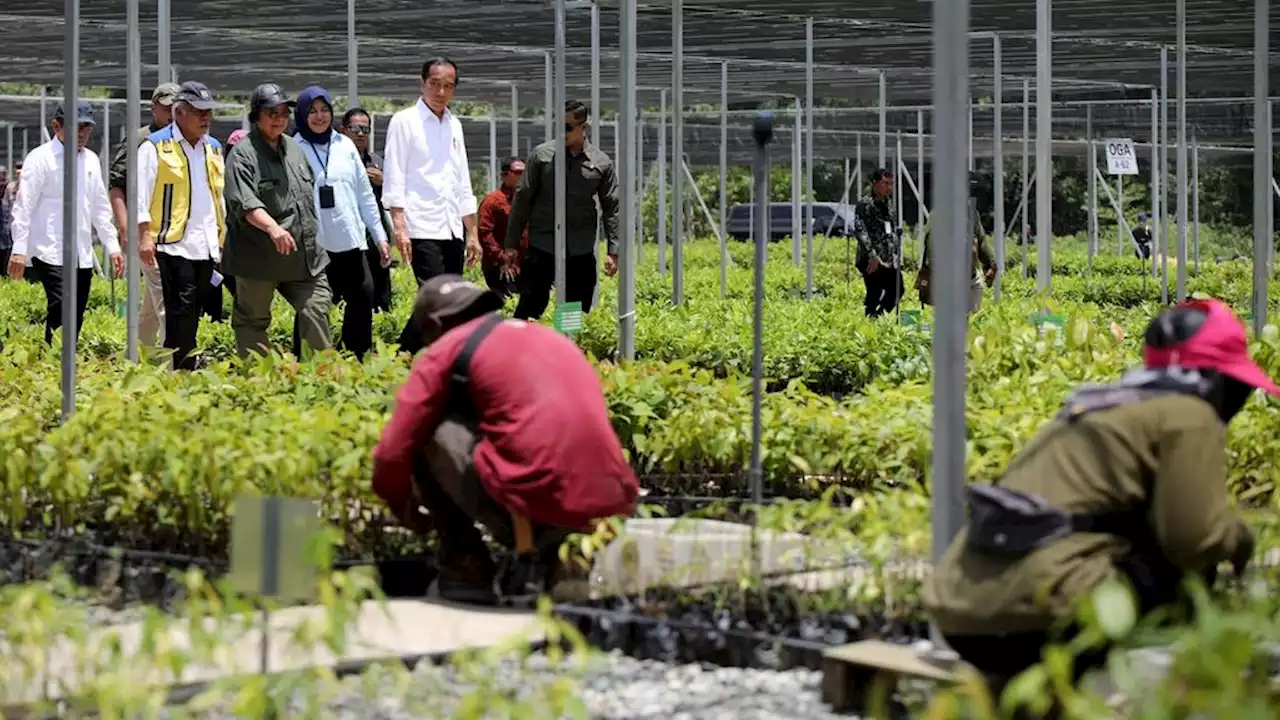 Presiden Jokowi Janji Mengembalikan Hutan Hujan Tropis di IKN