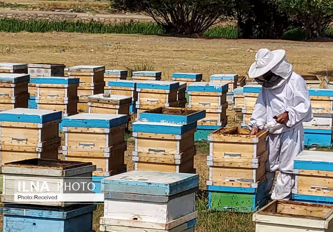 بیش از دو هزار قزوینی در بخش کشاورزی مشغول به کار شدند