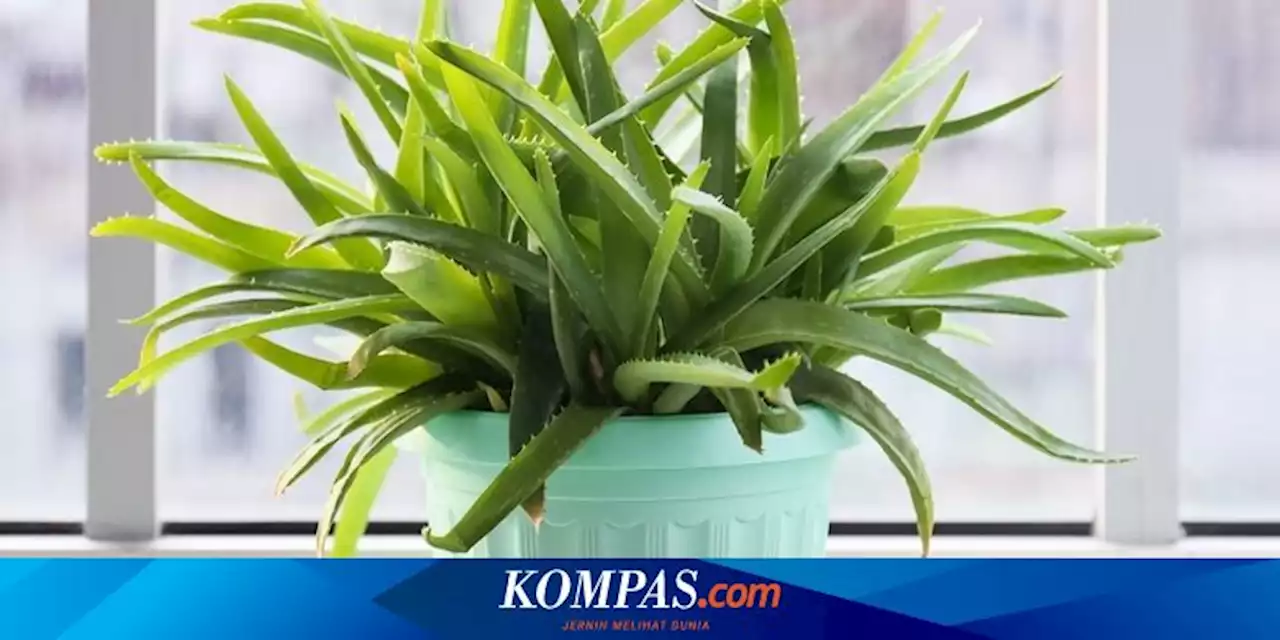 8 Cara Memperbanyak Tanaman Lidah Buaya, Mudah dan Gratis