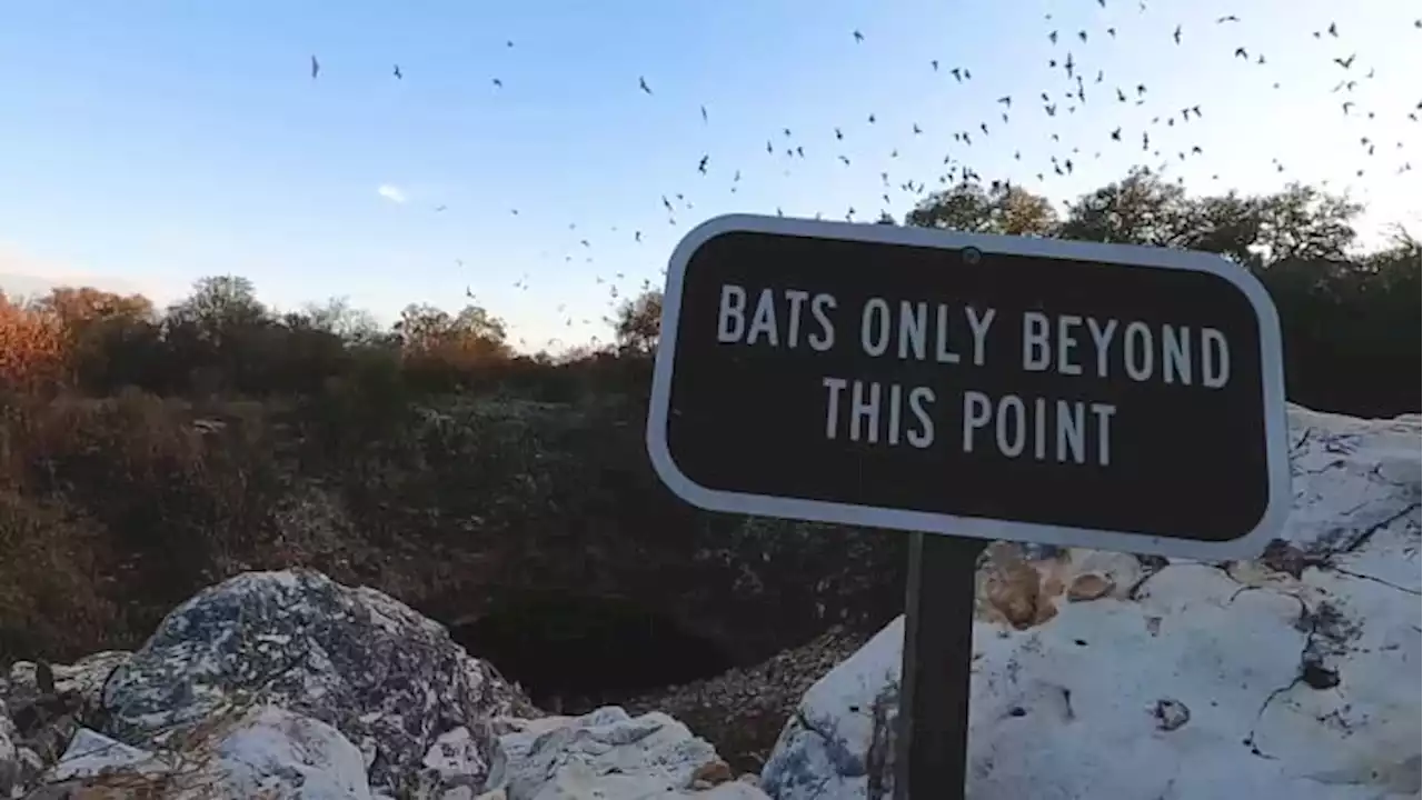 KSAT goes inside Mexican Free-tailed ‘Batnado’ at Bracken Bat Cave