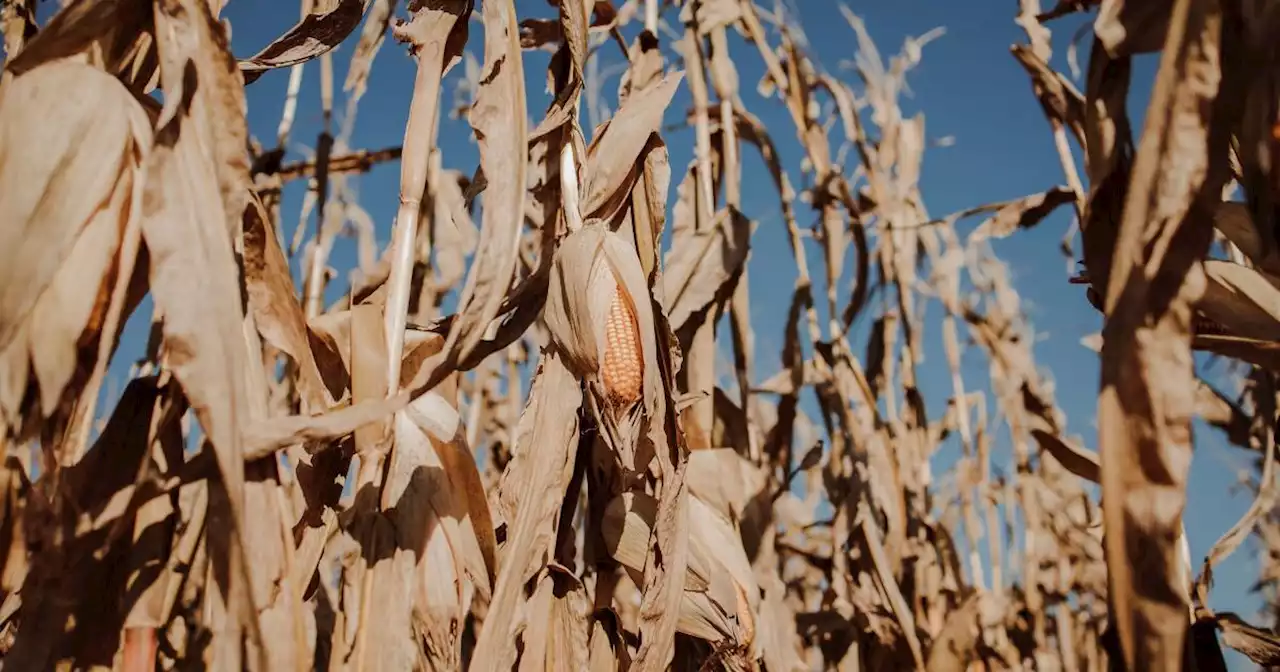 Input costs, drought impacts among the top line Texas takeaways in latest Beige Book