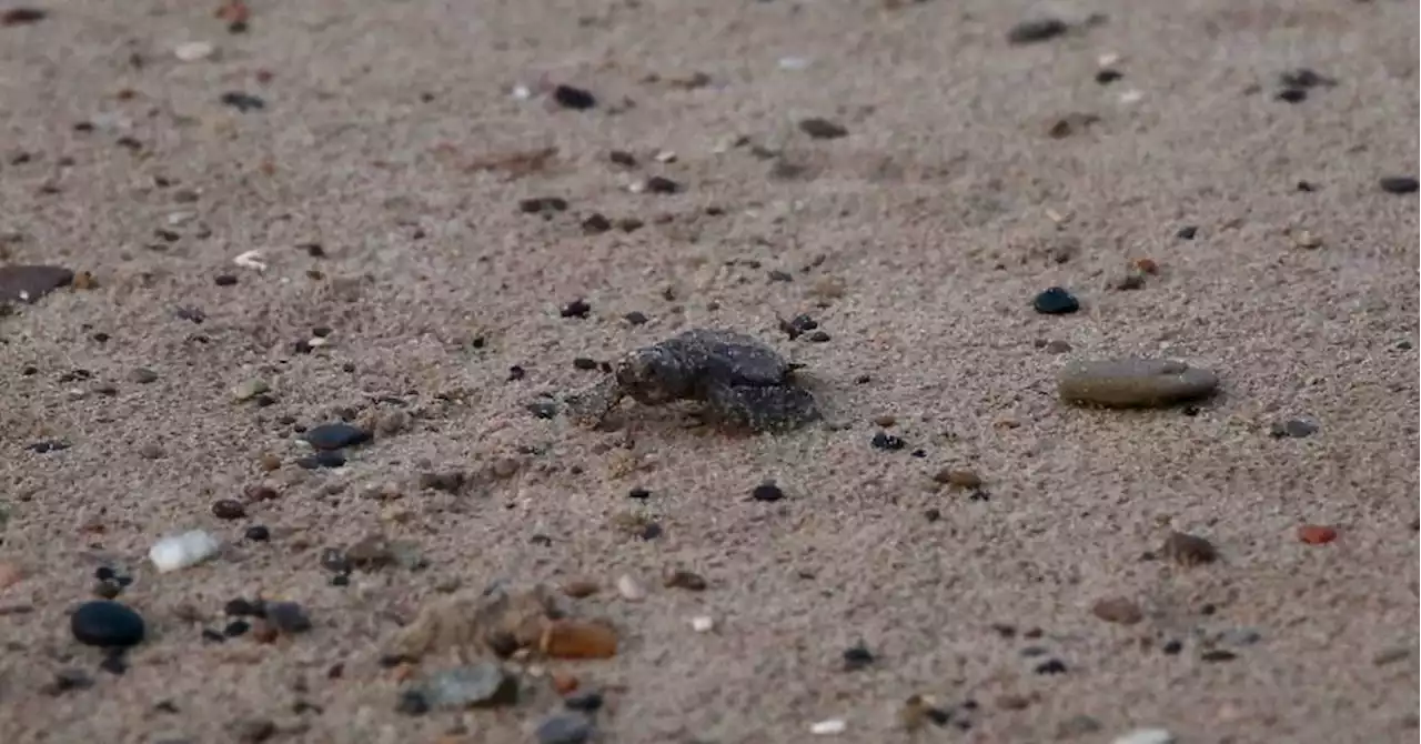 St-Cyr-sur-Mer : 62 bébés tortues ont rejoint la mer