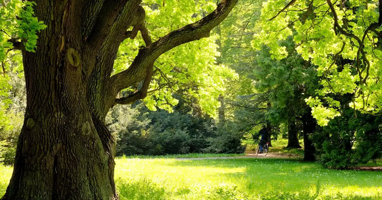 «Queneau», «Lafayette»... Ces arbres qui sont à l’origine de votre nom de famille