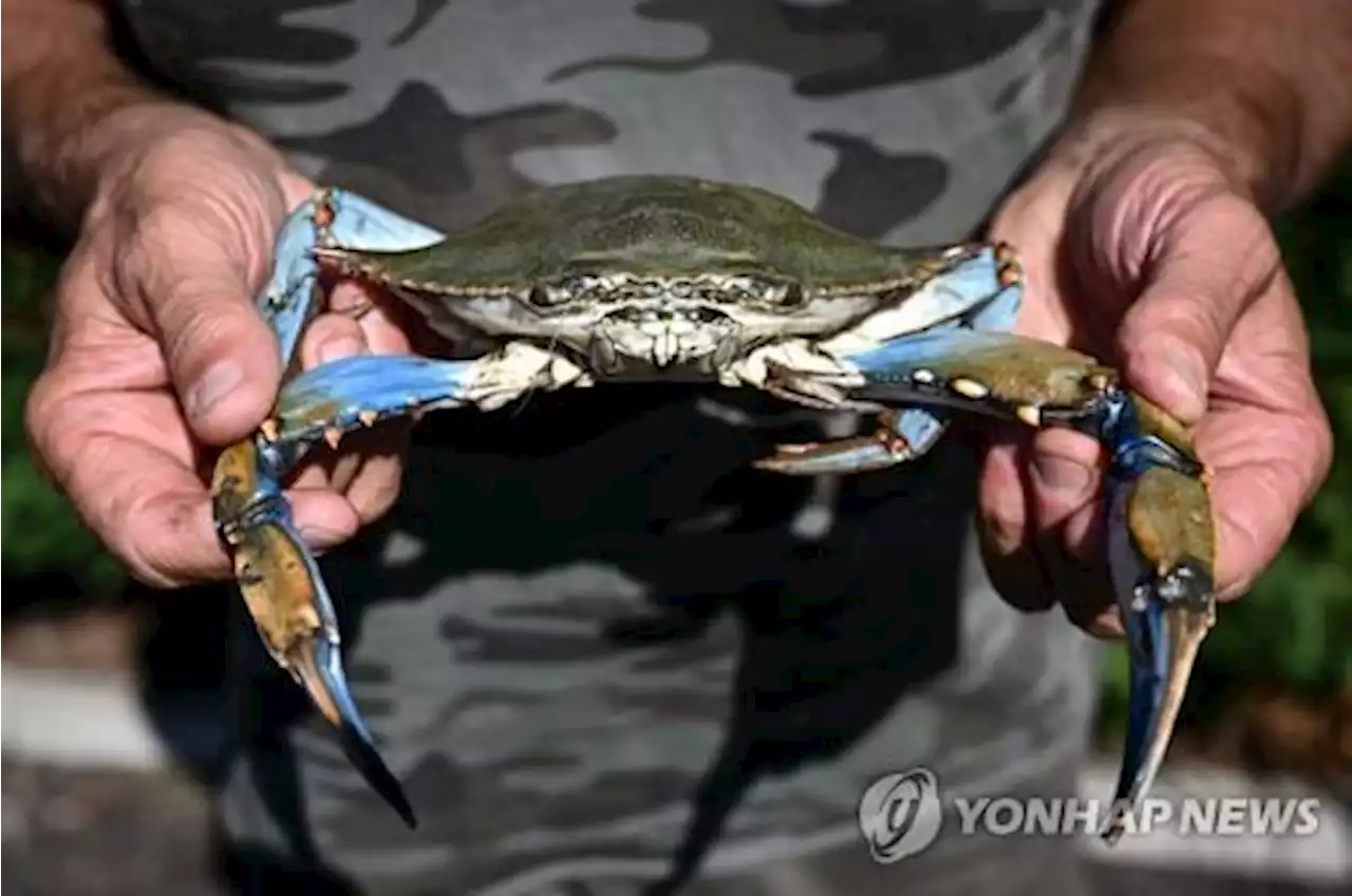 “우리 입에다 버려줘”…한국서 난리난 이탈리아 ‘애물단지’의 정체