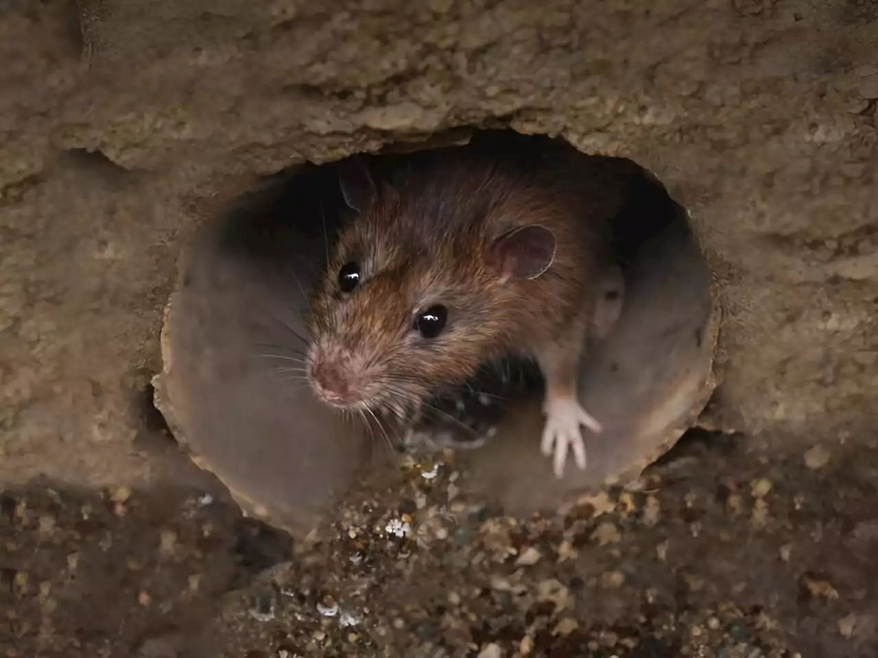 Rat-borne parasite that can cause brain disease spreading in southern US