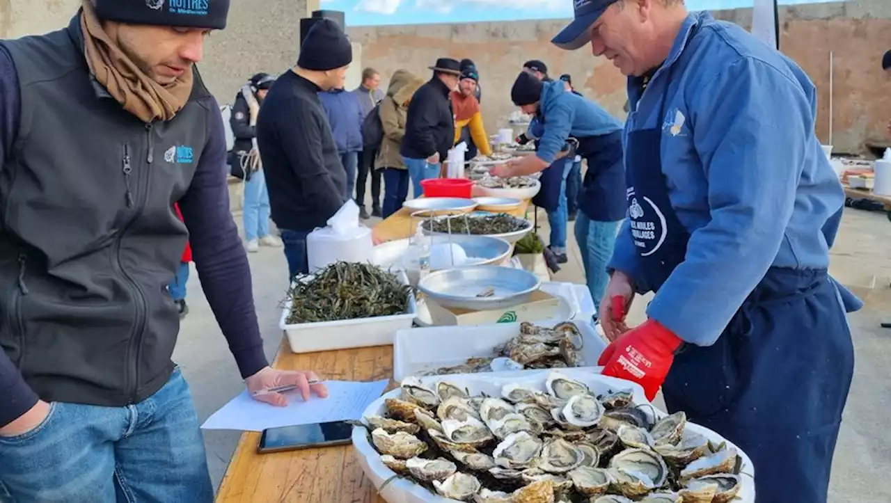 Coquillages et crustacés en vedettes du championnat régional d’écaillage à Sète