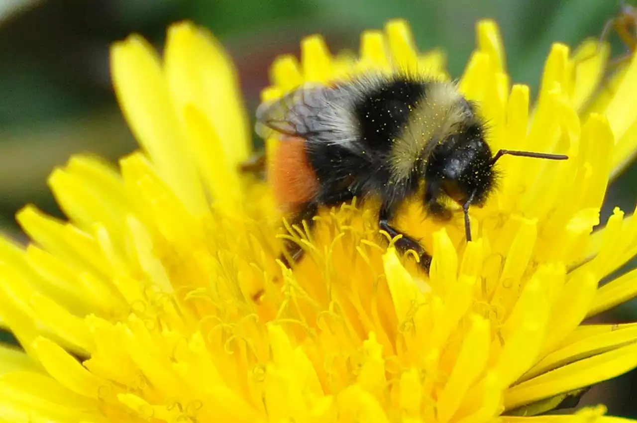 'Natural drones': AI combs through busy bees' sweet data in SA first