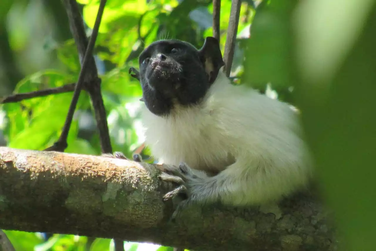 Human noise pollution drives monkeys to rely on communication by scent