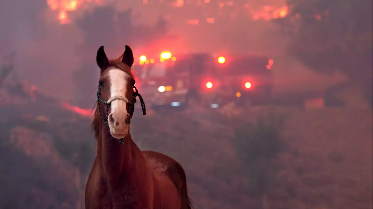 You've likely seen this ranch on-screen — burned by wildfire, it awaits its next act