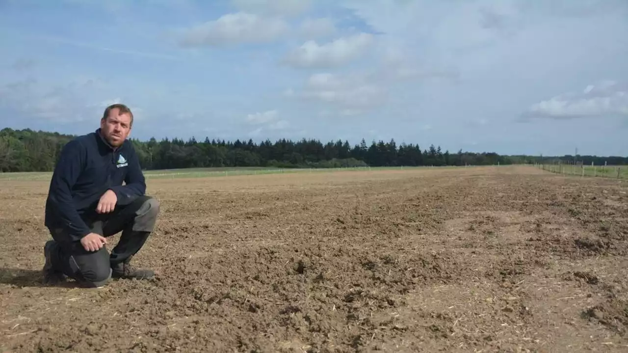 Chez cet agriculteur du Maine-et-Loire, les sangliers ont presque tout ravagé sur leur passage