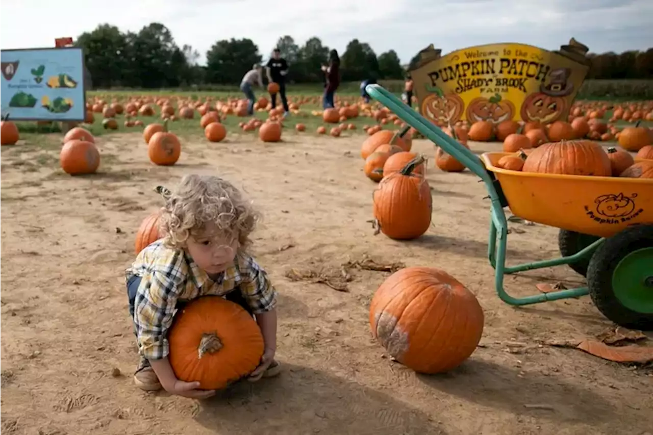 22 spots near Philly for pumpkin picking, hayrides, corn mazes, and more