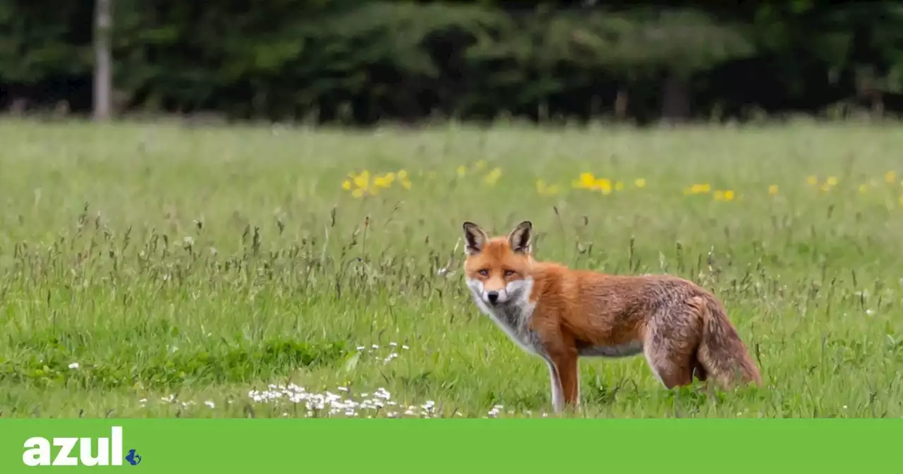 PAN Algarve denuncia morte por envenenamento de centenas de animais