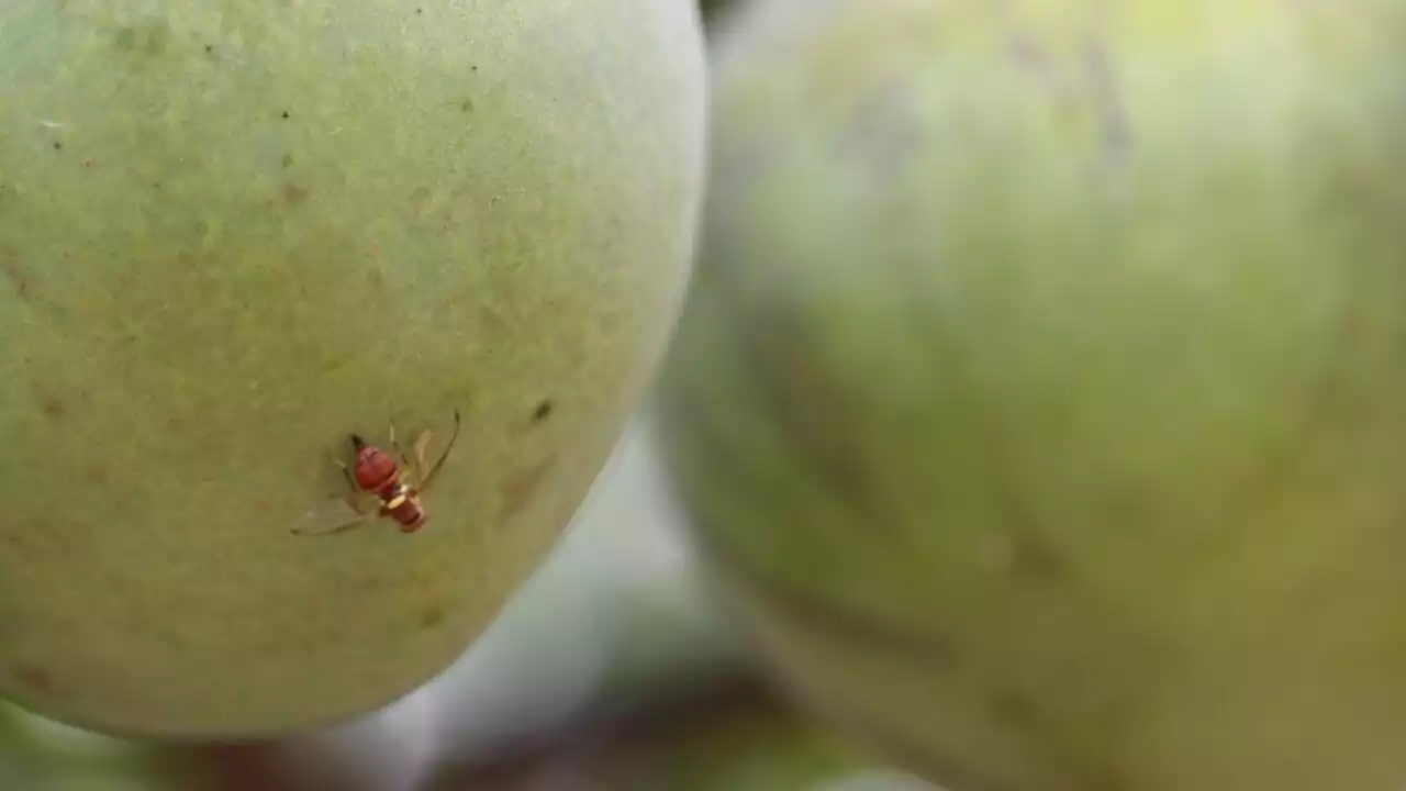 - Les espèces invasives, petites mais costauds