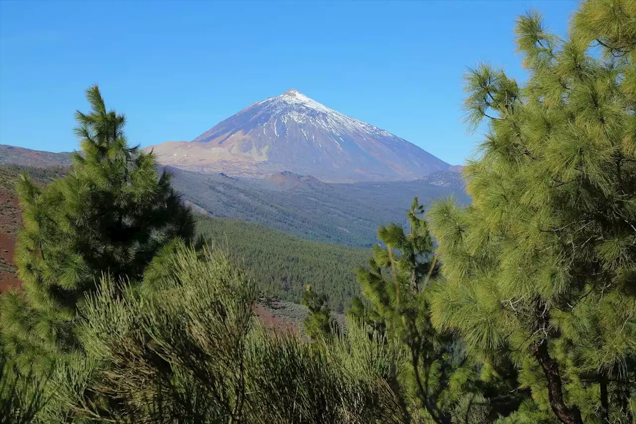 ”Contrary to All Expectations” – Remote Plant Worlds of Tenerife Challenge Evolutionary Norms