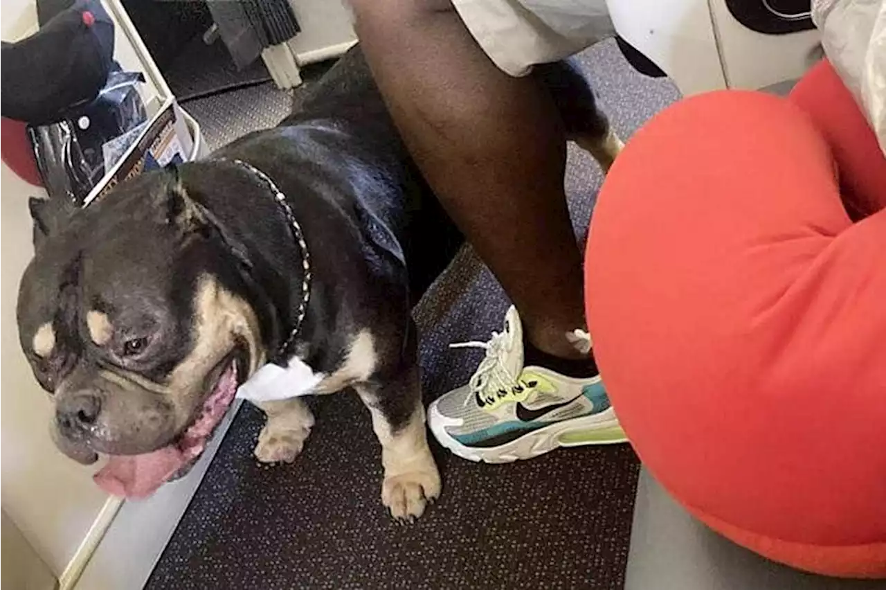 Couple seated next to ‘snorting, farting’ dog on long-haul flight get $1,600 refund from SIA