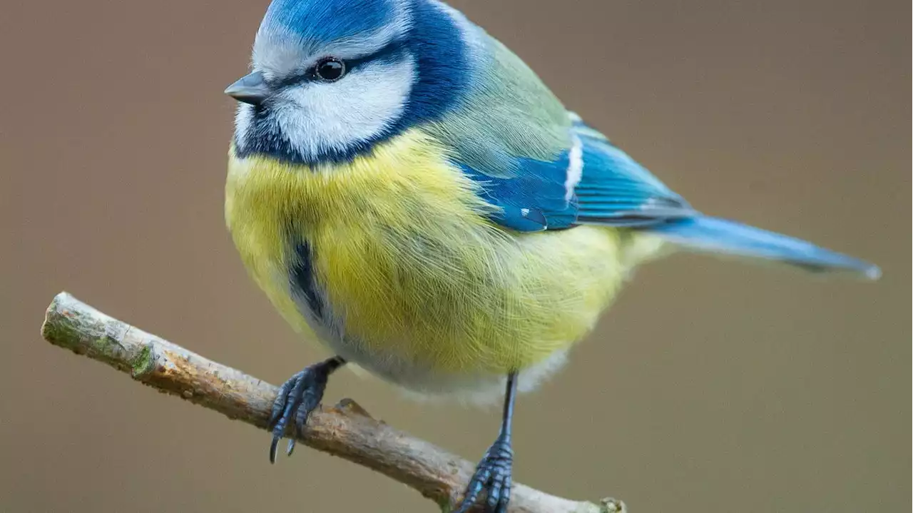 Das Schweigen im Garten: Pflanzenschutzmittel halten Singvögel fern