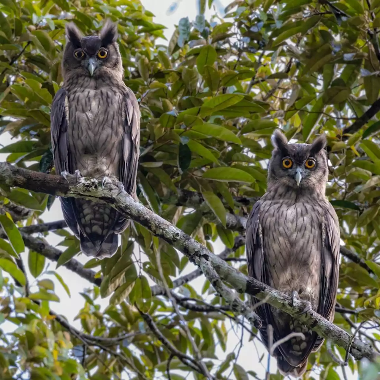 Burung hantu busut ditemukan di Perlis