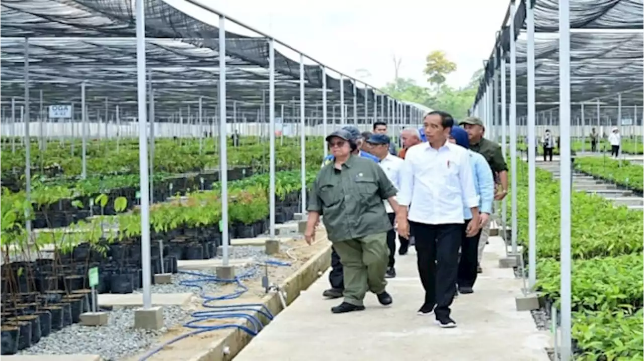 Jokowi: Persemaian Mentawir untuk Percantik Kawasan IKN Sudah 100 Persen