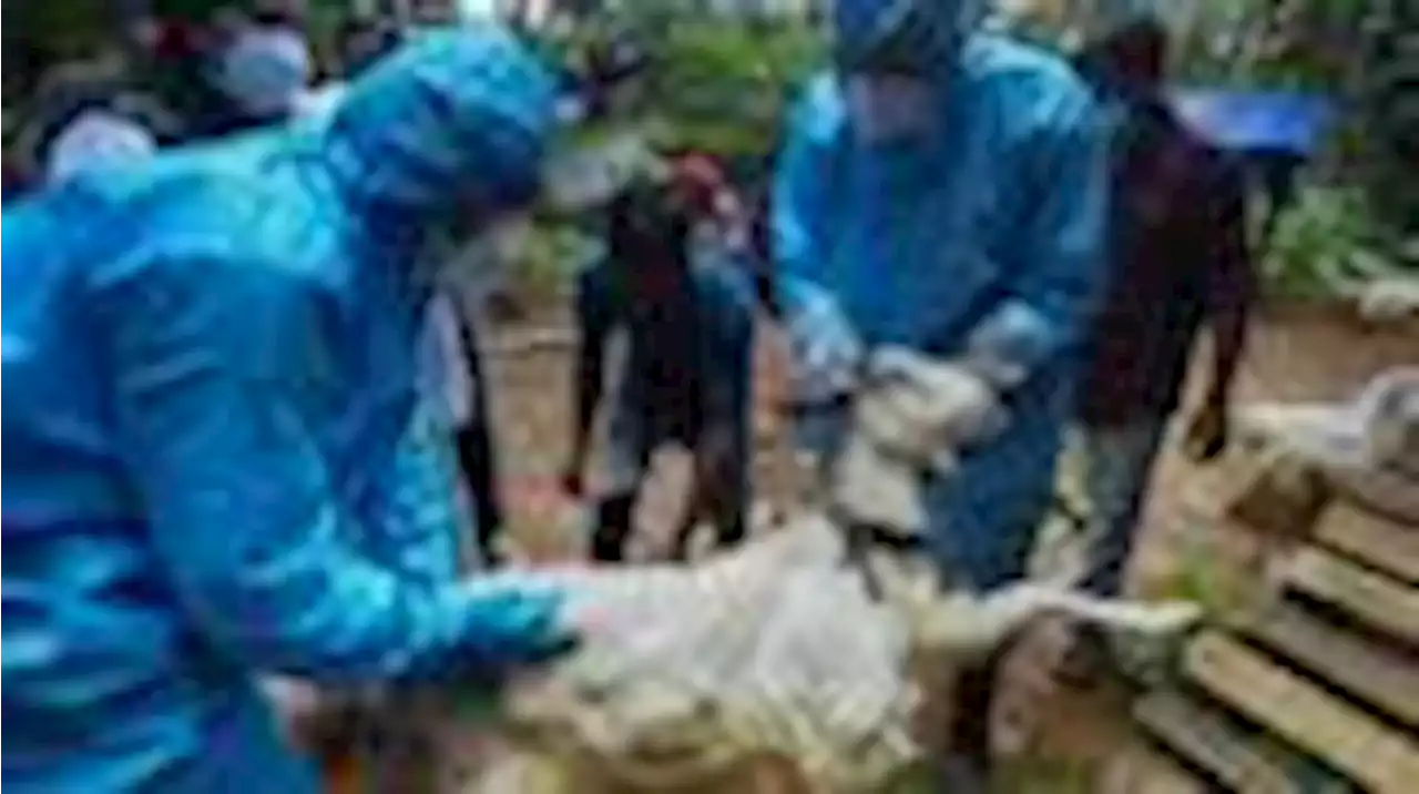 nipah-virus in südindien: hinweise für reisende