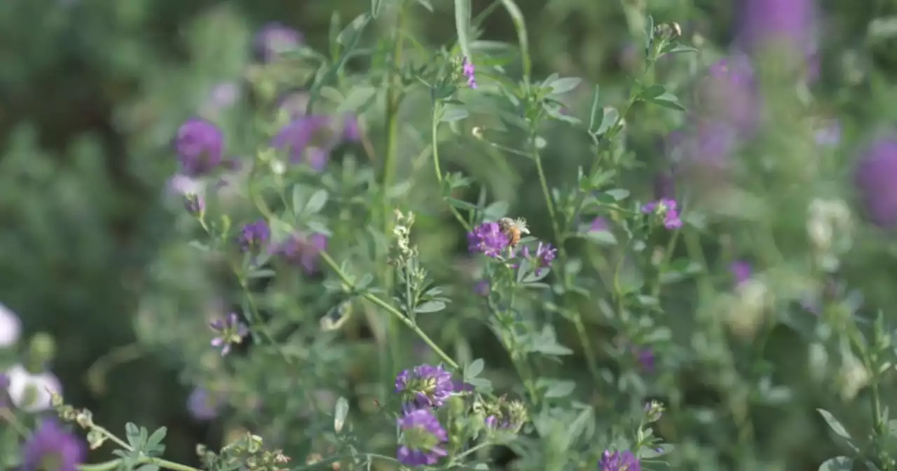 Native plants can make the space around your home more resilient to climate change