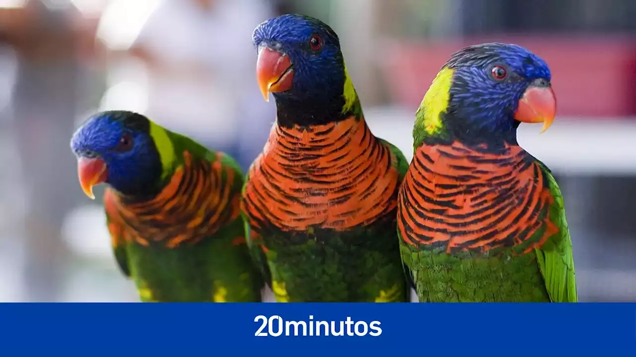 Cómo cuidar de los loros arcoíris en el hogar: