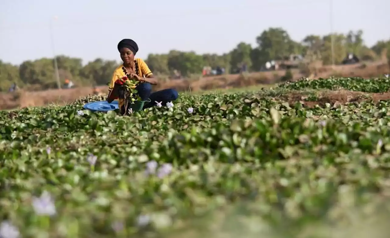 Invasive Alien Species Are a Serious Threat to the Planet