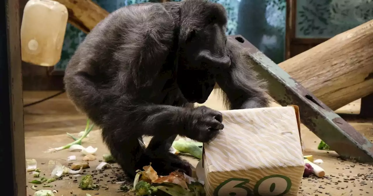 Belfast Zoo’s oldest gorilla celebrates 60th birthday