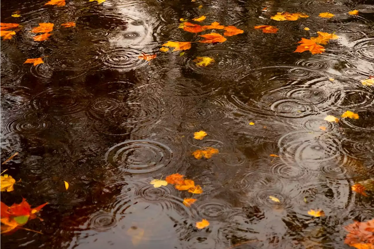 Rain, rain and more rain: Fall arrives in Burnaby