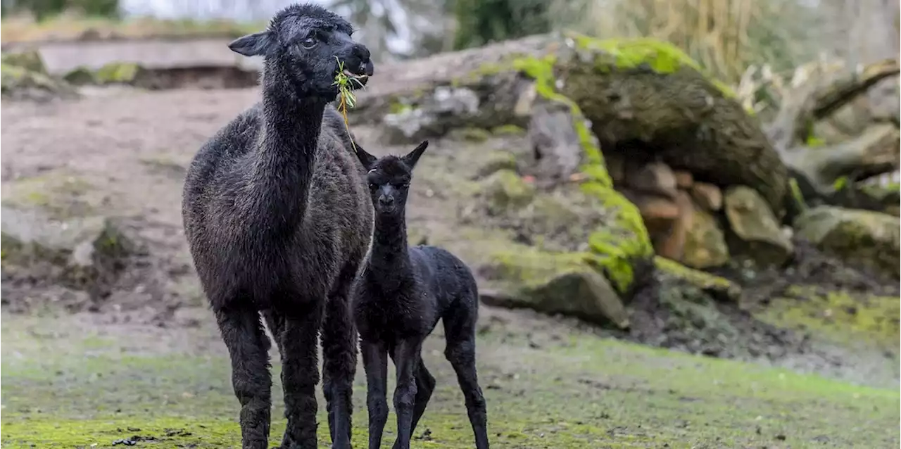 Alpakas sterben qualvoll in Tierpark, wegen Rücksichtslosigkeit der Besucher