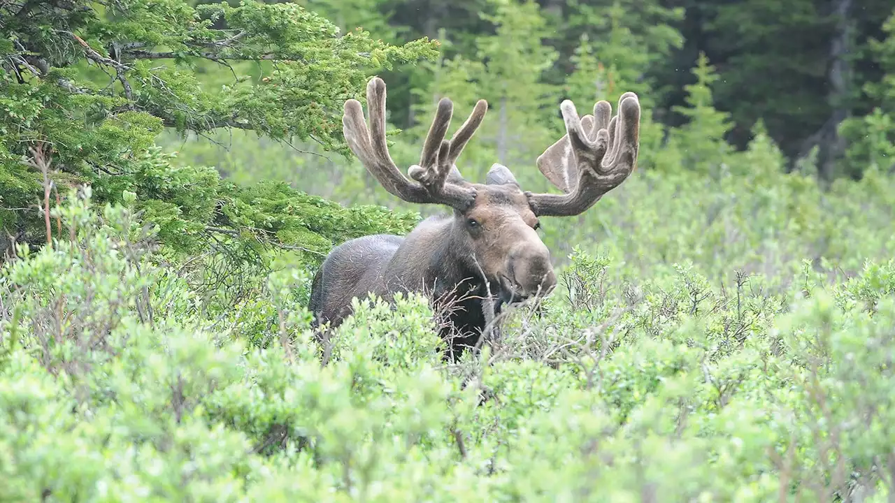 Colorado woman recalls horrifying moose attack: 'Broke three of my vertebrae'