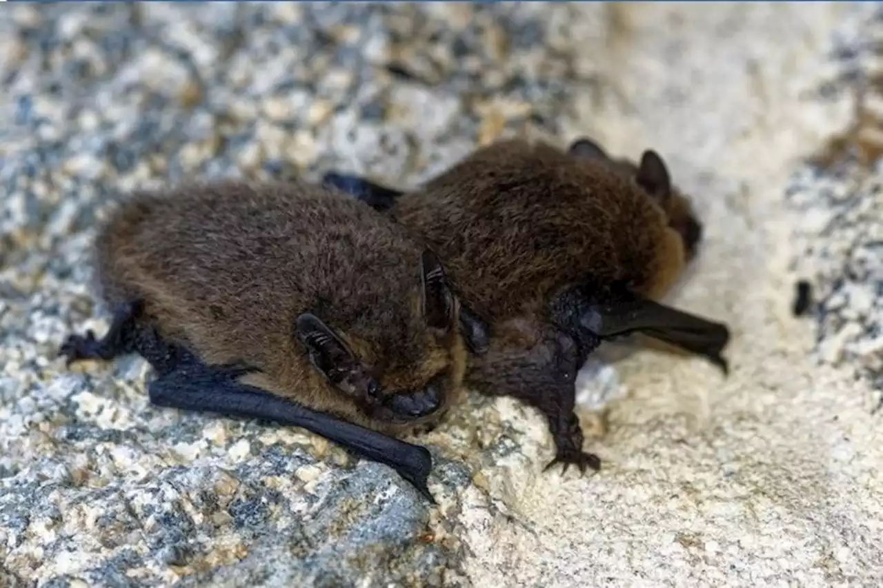 La Cité Administrative de Laval transformée en refuge pour les chauves-souris