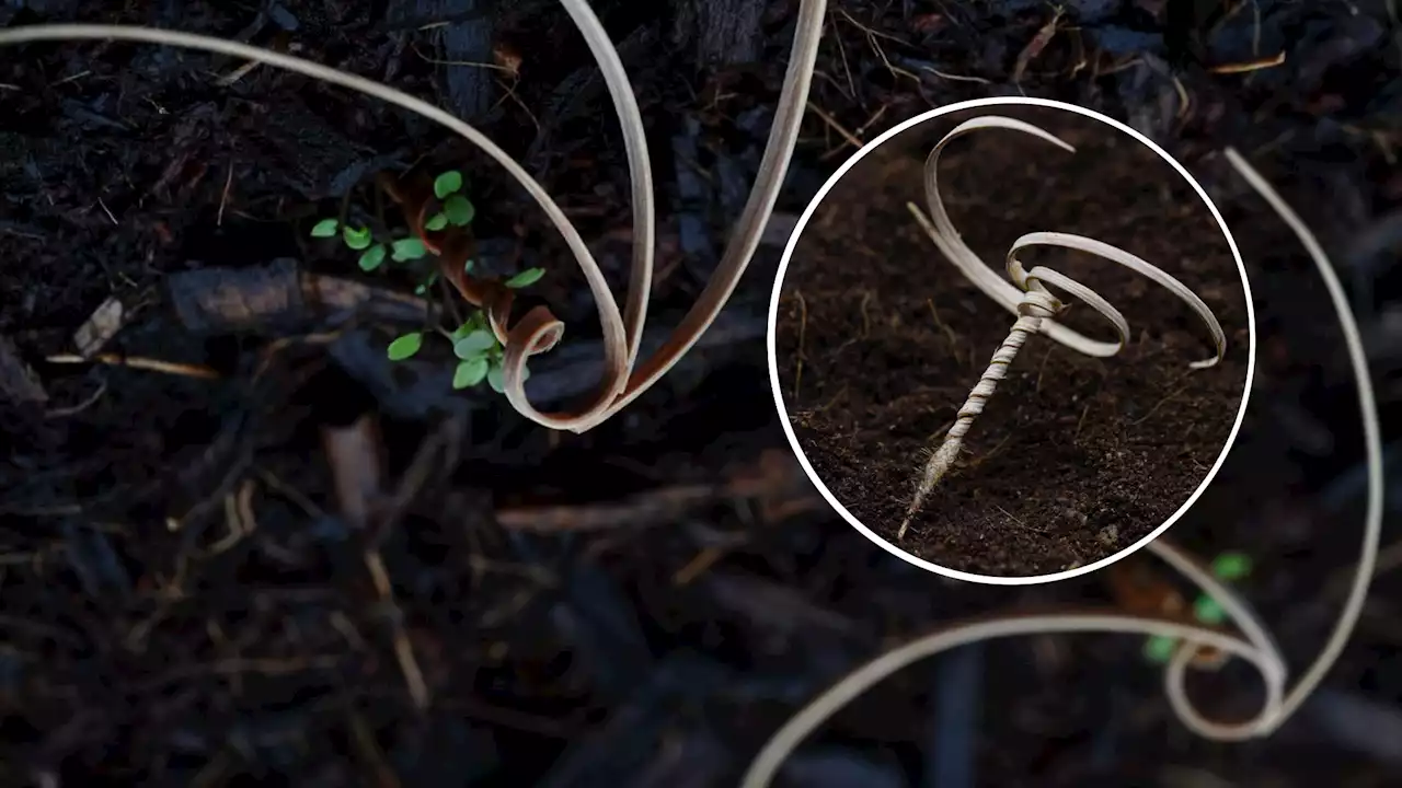 Small robot that can reforest the whole planet