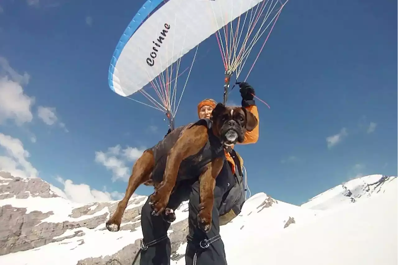 Idosa diz já ter voado de parapente mais de 500 vezes com seus cães na Suíça; vídeo